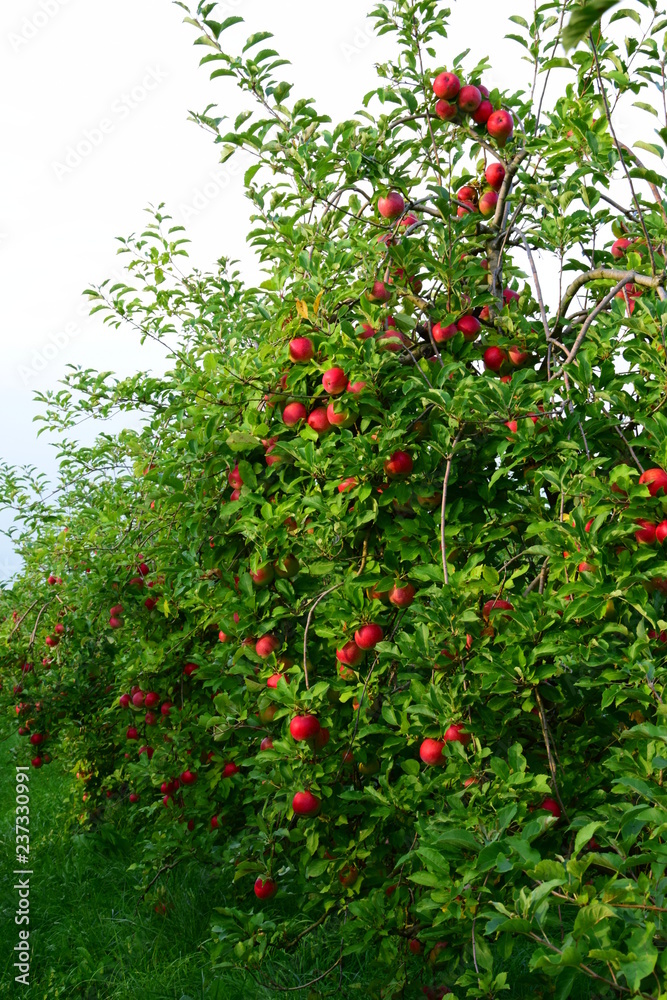 Apfelbäume, rote Äpfel, Apfelernte