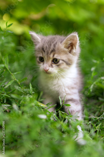 Portrait of a kitten in green grass