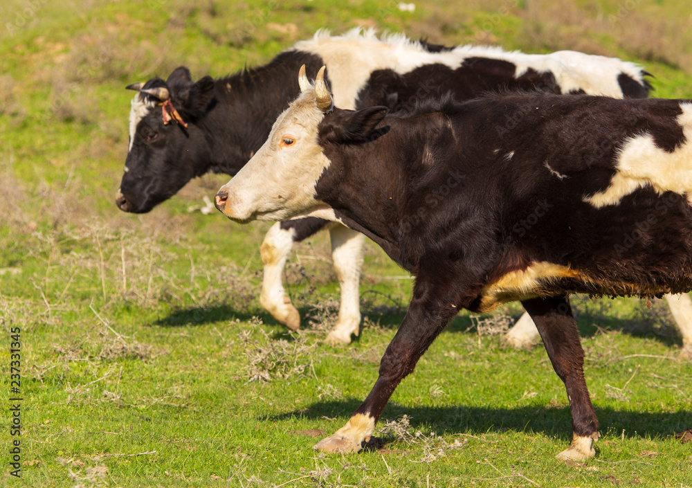 Herd of cows grazing in the hills in the spring Herd of cows grazing in the hills in the spring