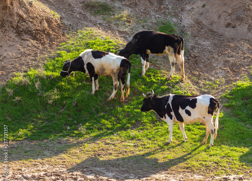 Herd of cows grazing in the hills in the spring