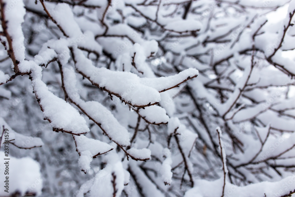 White snow on the branches of a tree in winter