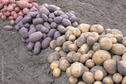 a lot of potatoes a number of potatoes of different colors