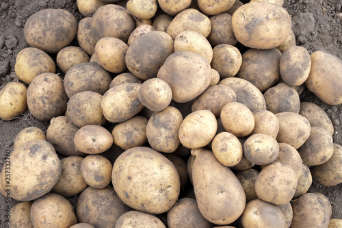 dirty unwashed dug potatoes