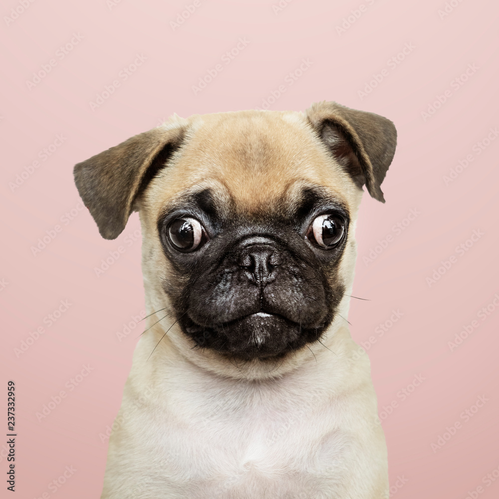 Adorable Pug puppy solo portrait - obrazy, fototapety, plakaty 