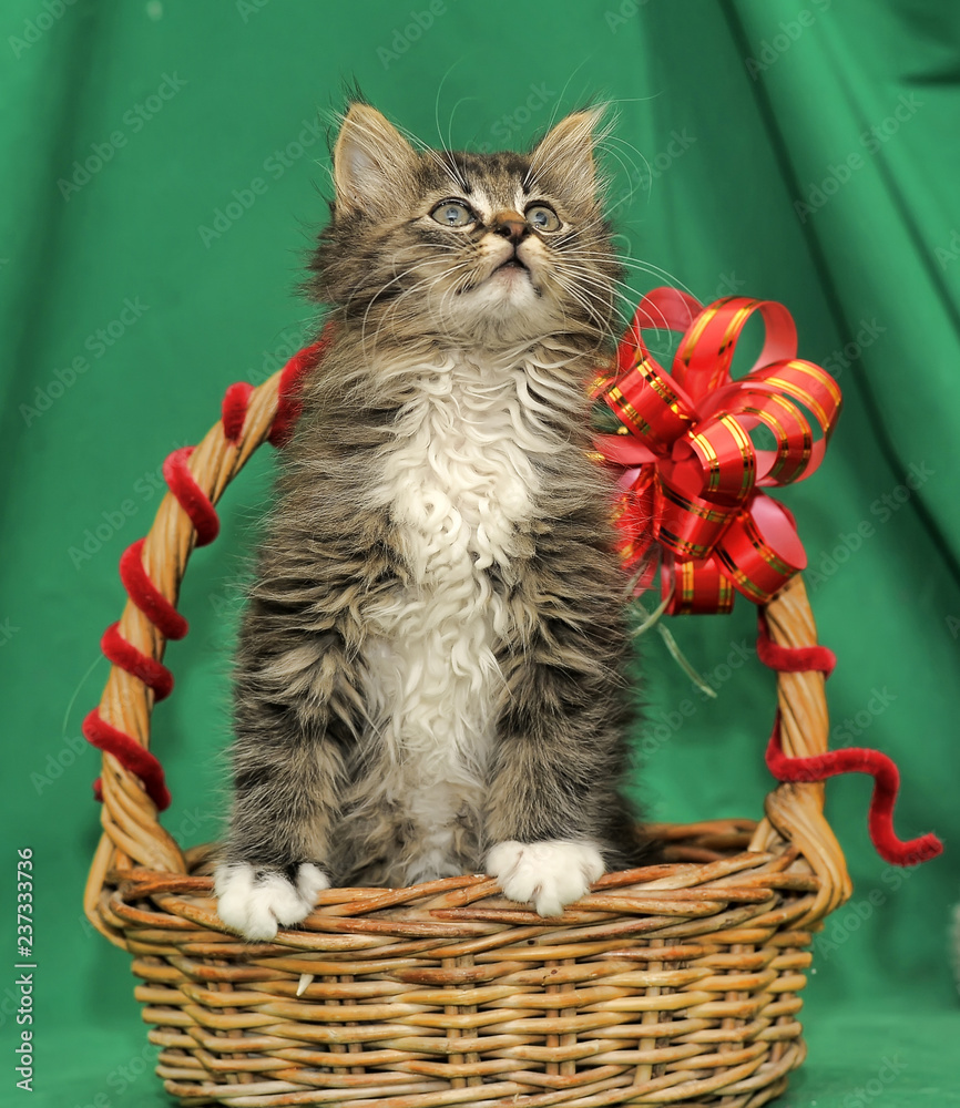 Kitten gift basket sales