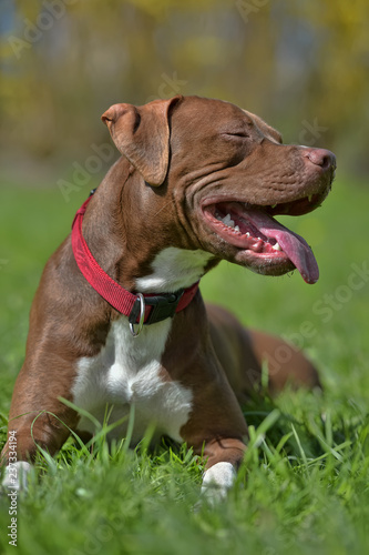 brown pit bull terrier