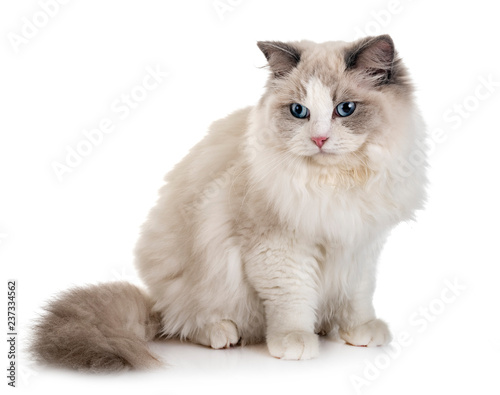 ragdoll cat in studio