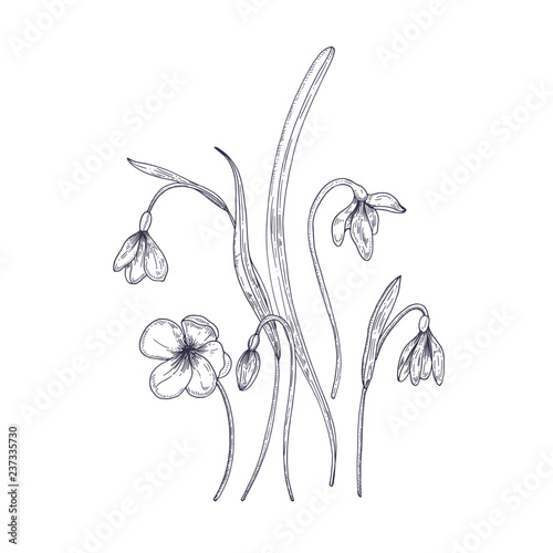 Tender snowdrop flowers isolated on white background