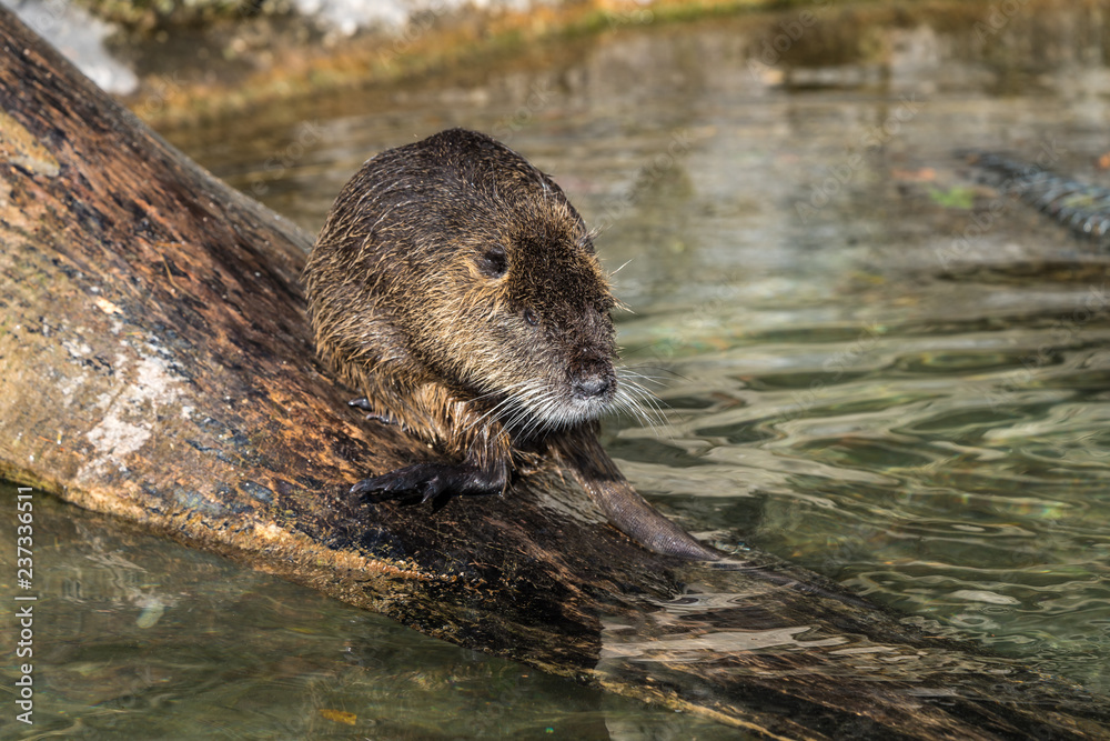Biber - Myocastor coypus Biber - Myocastor coypus