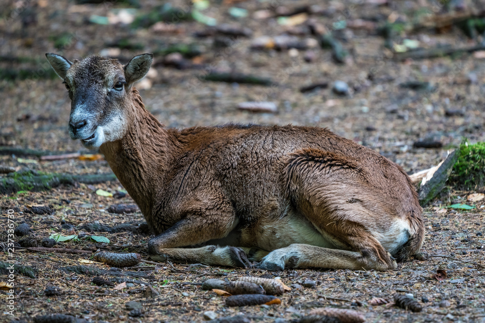 Naklejka premium Europäischer Mufflon - Ovis gmelini musimon