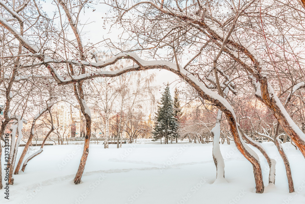 Fototapeta premium Winter day in the Park. Trees in snow