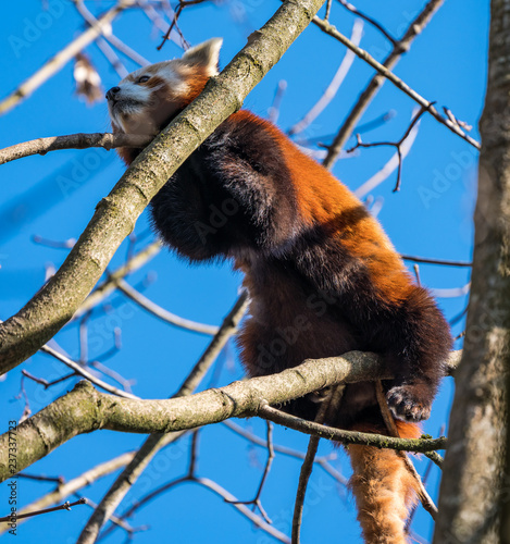 Roter Panda - Ailurus fulgens