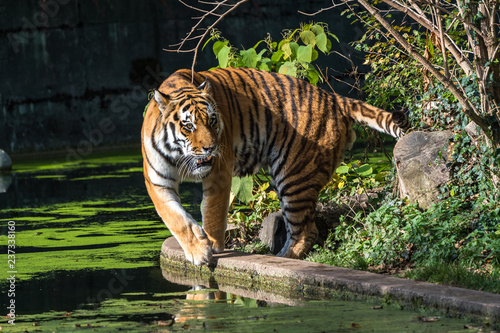 Fototapeta Naklejka Na Ścianę i Meble -  Tiger - Panthera tigris