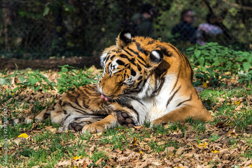 Fototapeta premium Tygrys - Panthera Tigris