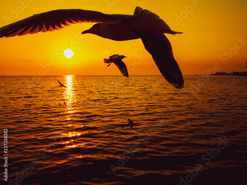 Sunset Sea Bird Silhouette sunset. Silhouette bird flying over the sea in orange sky. 