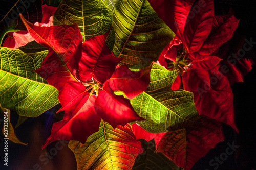 Mystical poinsettia flower on dark background. Christmas magic time. Christmas Star, closeup. Light painting.