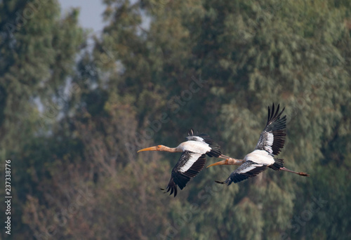 Painted stork flying 