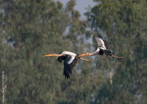 Painted stork flying 