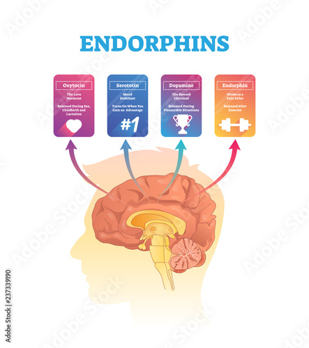 Endorphins vector illustration. Isolated hormones scheme with human brain.