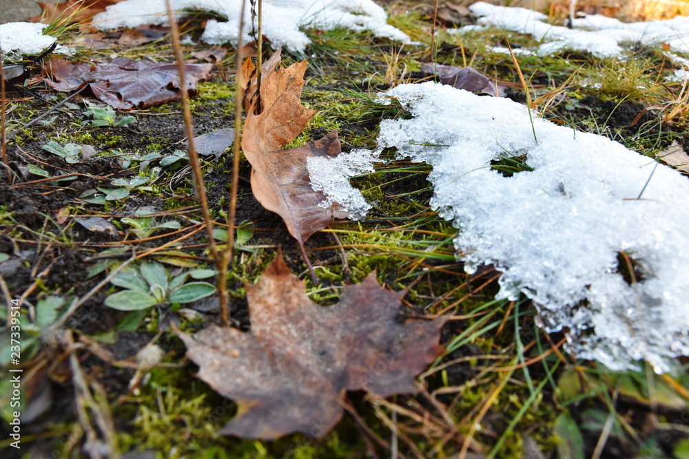 leaf in snow leaf in snow