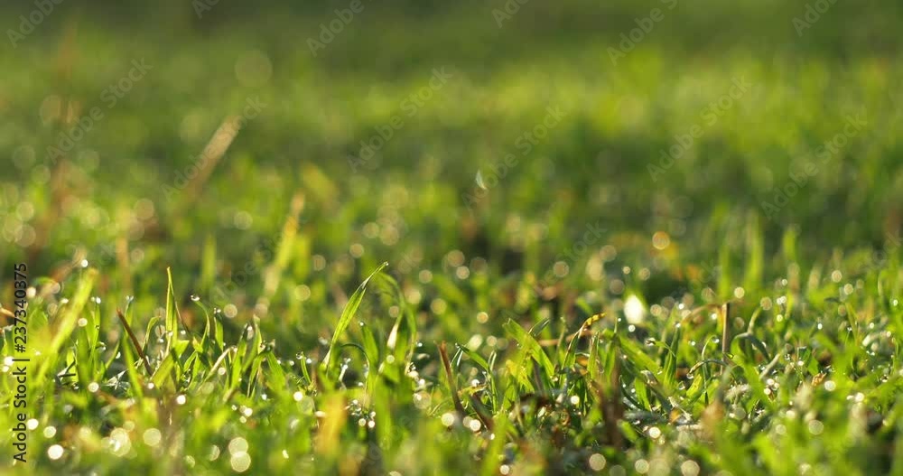 Grass With Dew Macro Bokeh Background. Grass With Dew Macro Bokeh Background.