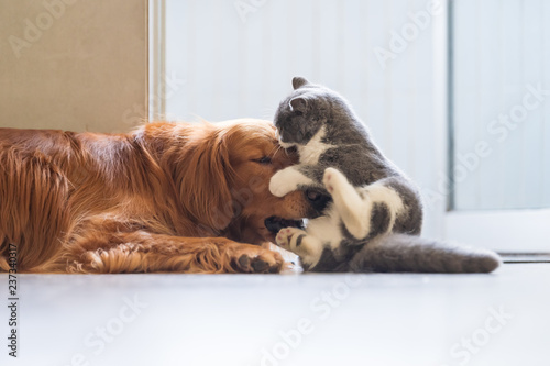 The Golden Hound plays with the kitten.