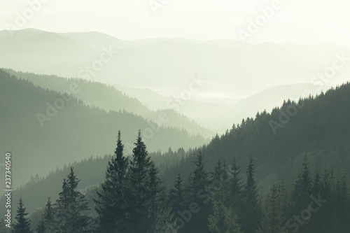 Mountains covered with woods in the early morning mist © e_polischuk