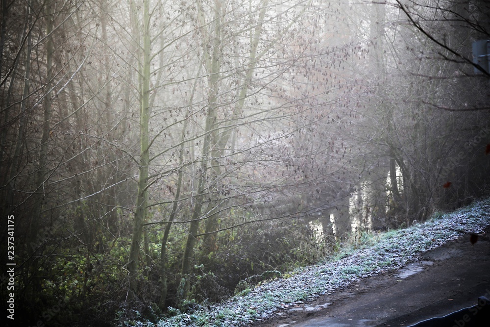 Fototapeta premium An Image of a fog, forest