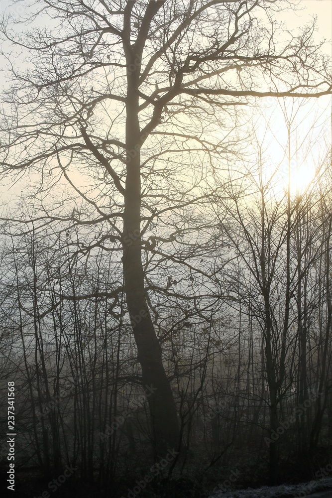 An Image of a fog, forest