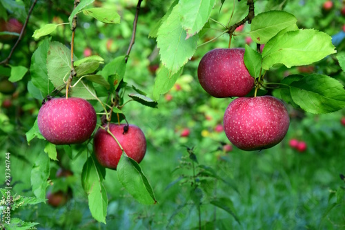 Saftige rote Äpfel auf einem Apfelbaum