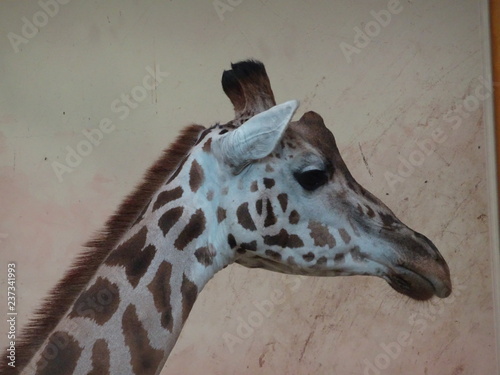 Canvas Print Animals