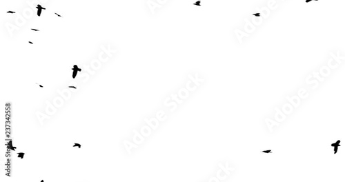 Black bird fly on top Alpha channel bottom view