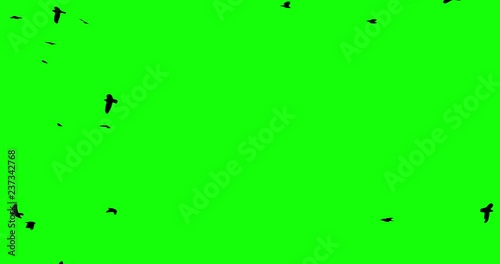 Chroma key birds crow flok in skyes alpha channel bottom view