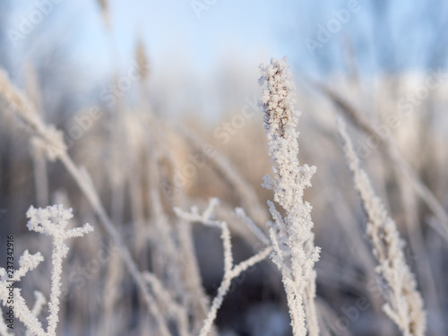 Severe winter frosts