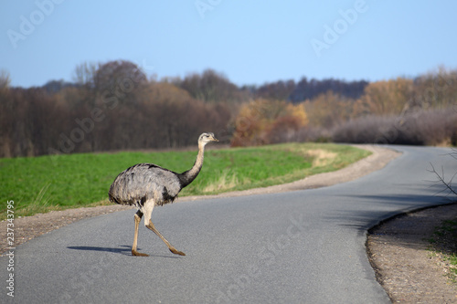 american greater rhea or nandu (Rhea americana) crosses a country road in Mecklenburg-Western Pomerania, Germany, new danger for traffic since 2000 a few animals escaped from a farm, copy space photo