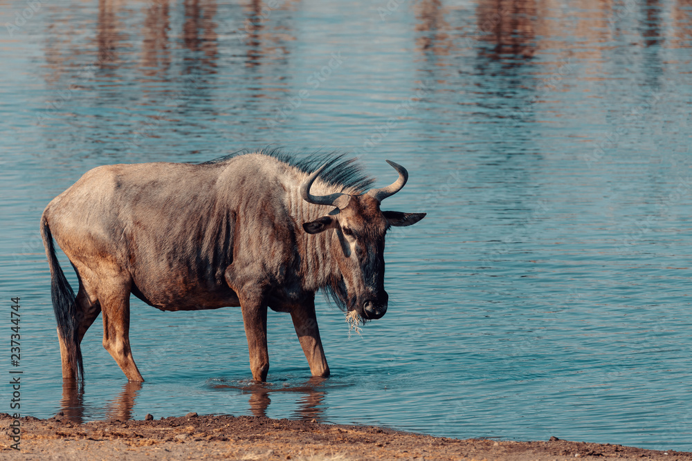Blue Wildebeest Gnu, Namibia Africa wildlife safari Blue Wildebeest Gnu, Namibia Africa wildlife safari