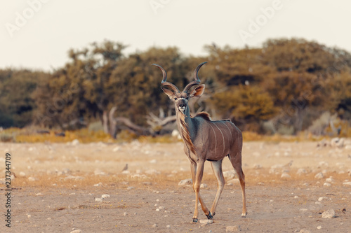 greater kudu Africa safari wildlife and wilderness photo