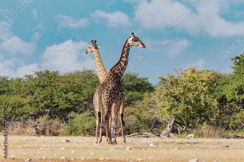Giraffe on Etosha, Namibia safari wildlife