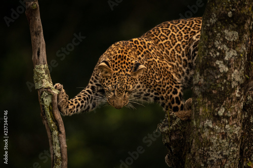 Leopard looks down standing on two branches