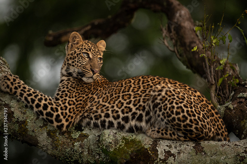 Leopard lying on lichen-covered branch looks back