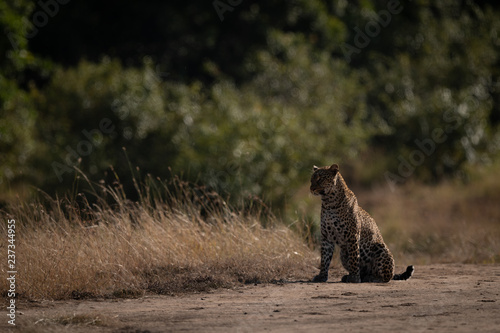 Photography Leopard sitting on sandy ground looking left