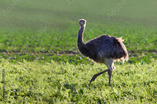 Wild american greater rhea or nandu (Rhea americana) on a field in Mecklenburg-Western Pomerania, Germany. In the year 2000 a small group of these ratites escaped from an enclosure, copy space