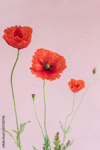 Fototapeta Naklejka Na Ścianę i Meble -  Beautiful red poppies with its buds and leaves on pink background
