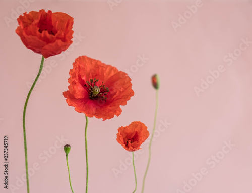 Fototapeta Naklejka Na Ścianę i Meble -  Beautiful red poppies with its buds on pink background