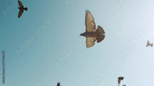 Flock of doves  A flock of birds against the sky  slow motion 120fps