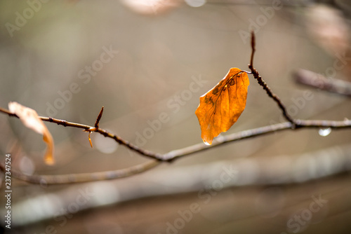 Sola aislada en las ramas del árbol en el invierno frío y húmedo photo
