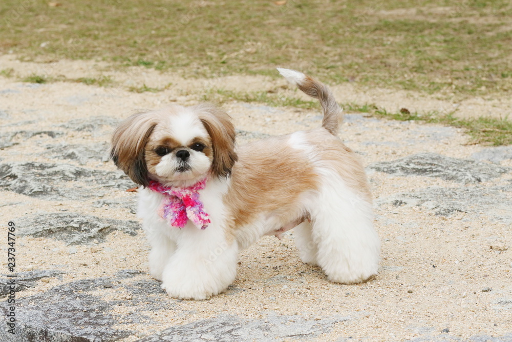 シーズー犬 シーズー犬
