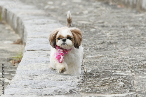 シーズー犬