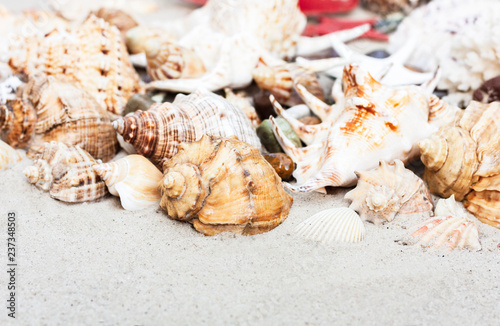 Thailand beach summer background – seashells and sea stars on the sand, copy space for text