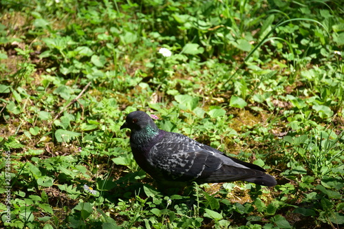 pigeon on the grass